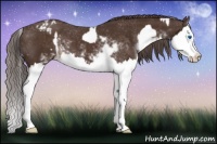 Horse Color:Liver Chestnut Sabino Splash Appaloosa  and Liver Chestnut Sabino Splash Appaloosa 