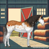 Horse Color:Buckskin Splash  and Buckskin Splash 