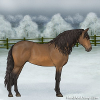 Horse Color:Buckskin 