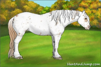Horse Color:Chestnut Sabino 