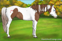 Horse Color:Chestnut Splash Tobiano 