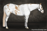 Horse Color:Chestnut Sabino 