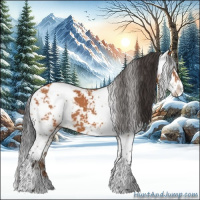 Horse Color:Bay Sabino 