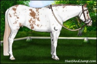 Horse Color:Chestnut Sabino