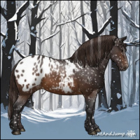Horse Color:Buckskin Appaloosa