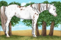 Horse Color:Chestnut Sabino 
