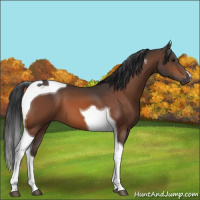 Horse Color:Brown Tobiano 