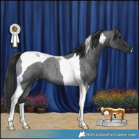 Horse Color:Blue Roan Tobiano 