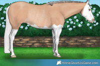 Horse Color:Silver Sable Champagne Splash Rabicano