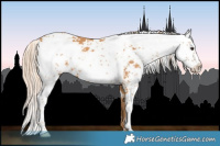 Horse Color:Chestnut Sabino 