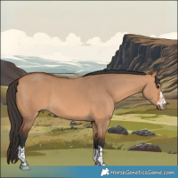 Horse Color:Bay Dun 