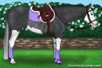 Horse Color:Black Splash Rabicano