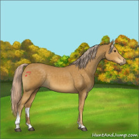 Horse Color:Palomino Tobiano 