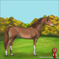 Horse Color:Chestnut Tobiano 