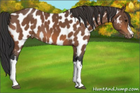 Horse Color:Bay Appaloosa 
