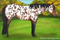 Horse Color:Bay Appaloosa 