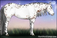 Horse Color:Bay Frame Appaloosa  and Brown Frame Appaloosa 