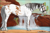Horse Color:Bay Sabino 