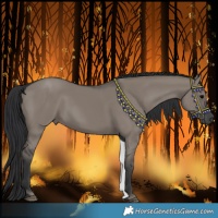 Horse Color:Grullo 