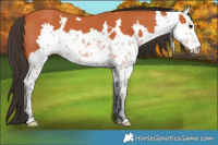Horse Color:Bay Sabino 