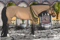 Horse Color:Bay Dun