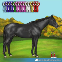 Horse Color:Liver Chestnut Appaloosa 