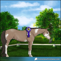 Horse Color:Classic Champagne Sabino 