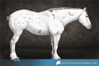 Horse Color:Gray Black Pearl Appaloosa 