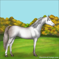 Horse Color:Gray Chestnut 