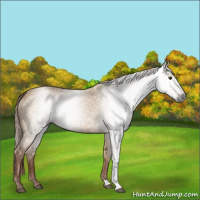 Horse Color:Gray Red Dun 