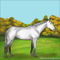 Horse Color:Gray Bay 