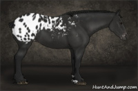 Horse Color:Gray Black Appaloosa 