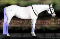 Horse Color:Gray Watercolor Bay Dun 