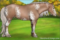 Horse Color:White Spotted Silver Black Pearl Sabino