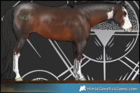 Horse Color:White Spotted Liver Chestnut 