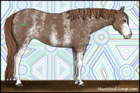 Horse Color:White Spotted Liver Red Dun 
