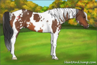 Horse Color:White Spotted Bay Tobiano 