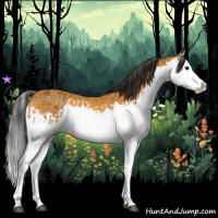 Horse Color:Buckskin Splash  and Buckskin Splash 