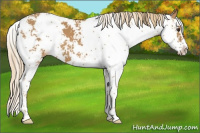 Horse Color:Chestnut Sabino