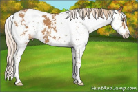 Horse Color:Chestnut Sabino
