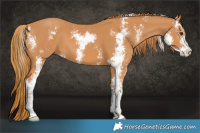 Horse Color:Chestnut Sabino