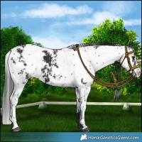 Horse Color:Black Sabino 