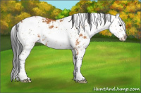 Horse Color:Bay Sabino 