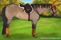 Horse Color:Bay Dun