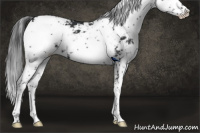 Horse Color:Black Sabino 
