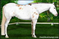 Horse Color:Chestnut Sabino