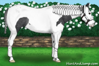 Horse Color:Black Splash Tobiano Rabicano 