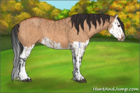 Horse Color:Bay Dun  and Bay Dun Splash 