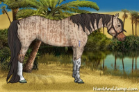 Horse Color:Liver Red Dun  and Brown Dun 