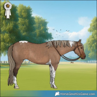 Horse Color:Liver Red Dun Tobiano 